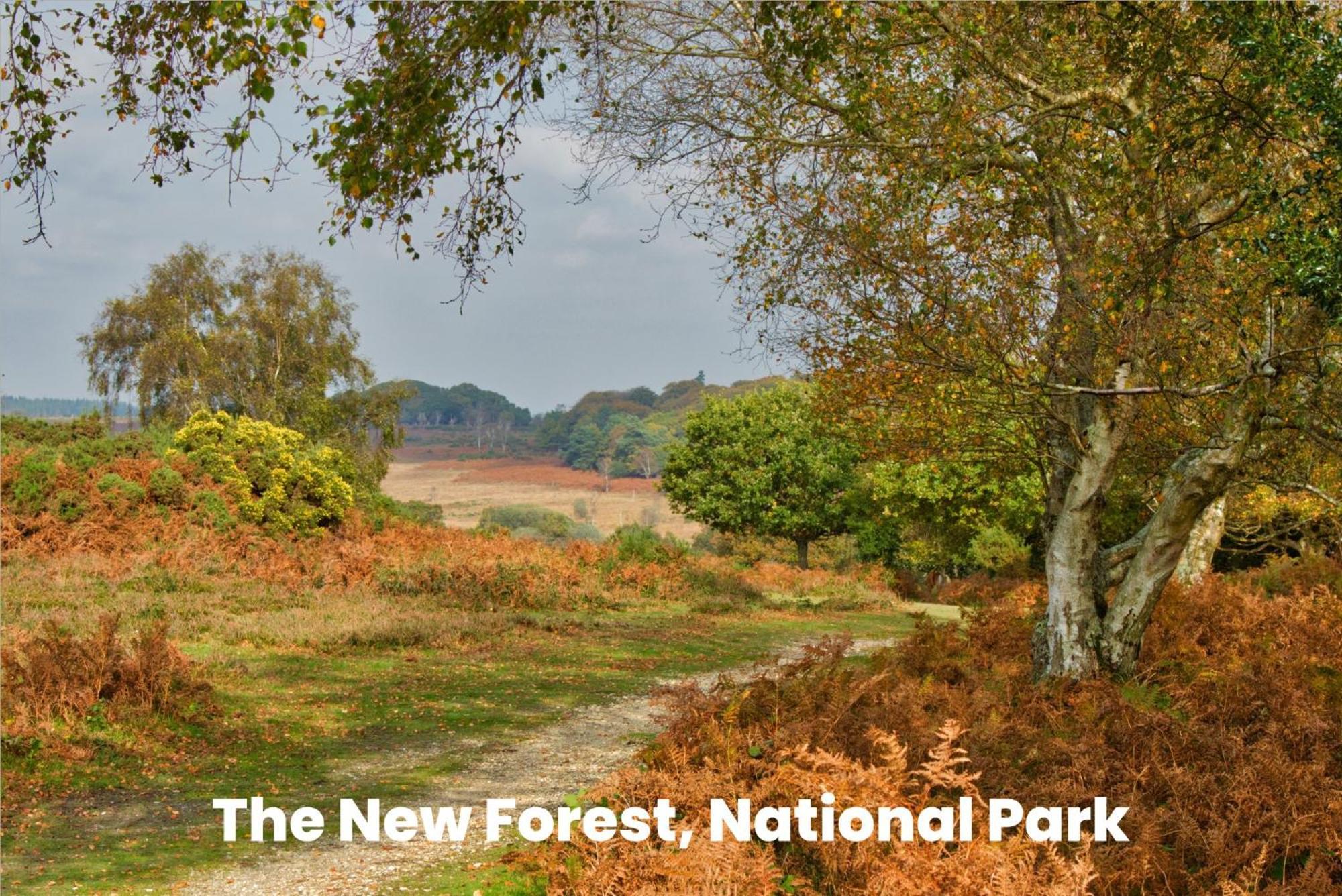 Ellingham  Cosy Retreat Near New Forest מראה חיצוני תמונה